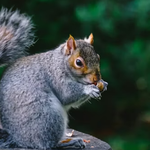commentor profile